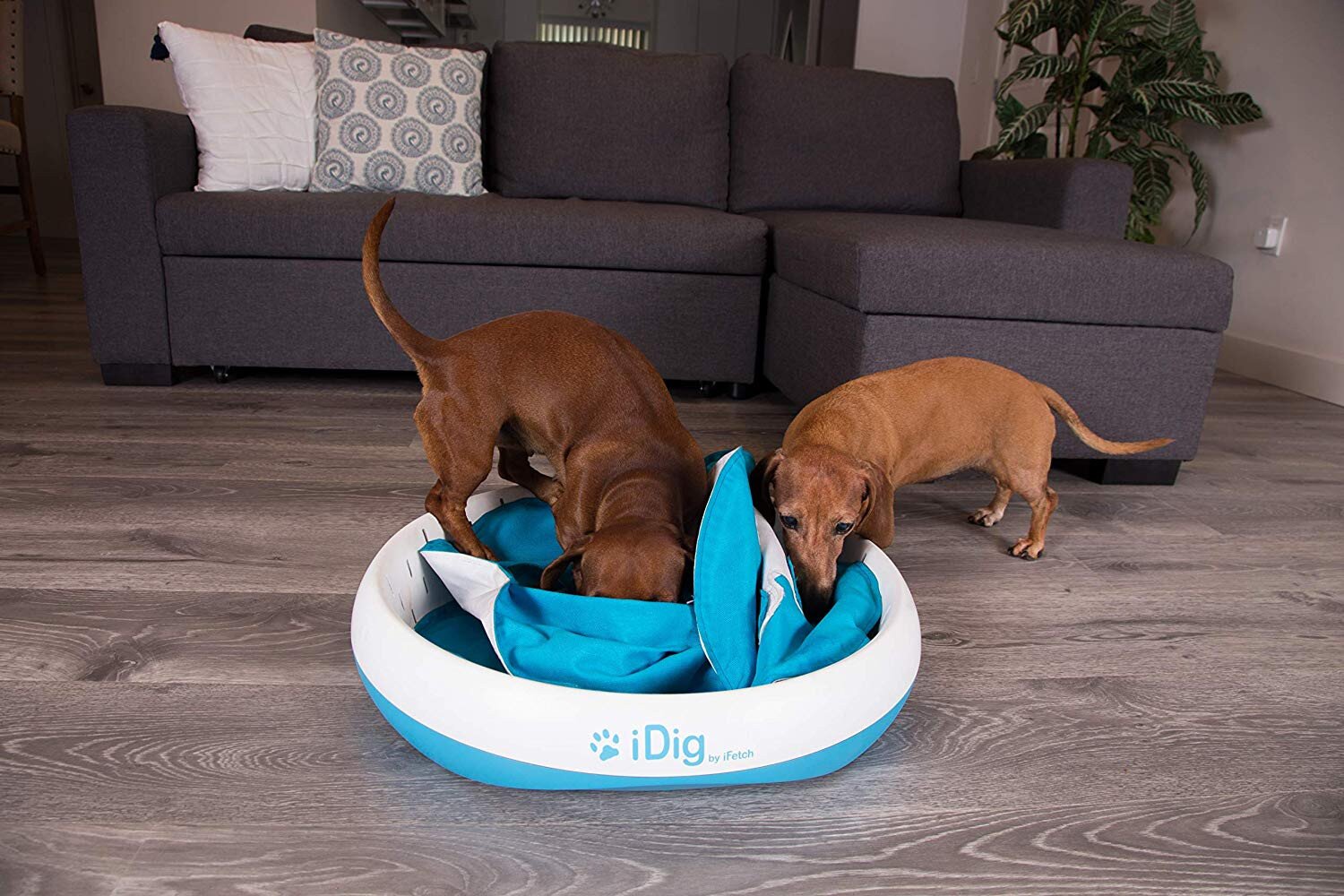 Buy iFetch iDig Digging Toy for Dogs - Stay online Worldwide 